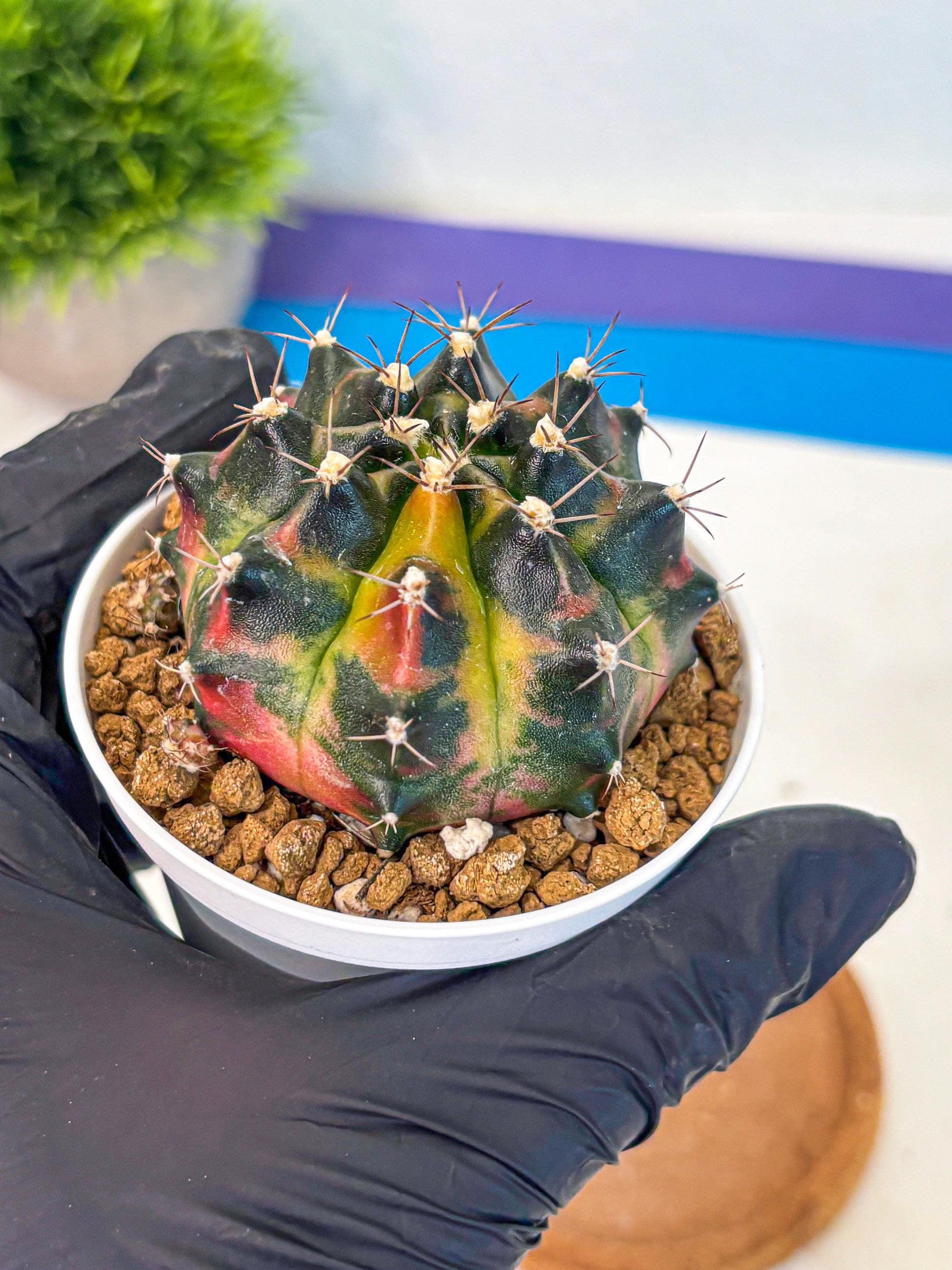 Gymnocalycium Tequila (gy16) (11) | Collectable