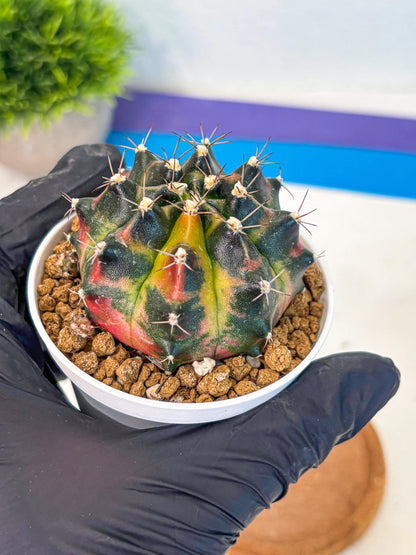 Gymnocalycium Tequila (gy16) (11) | Collectable