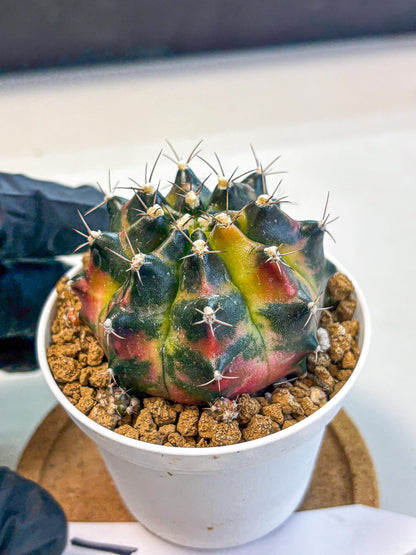 Gymnocalycium Tequila (gy16) (11) | Collectable