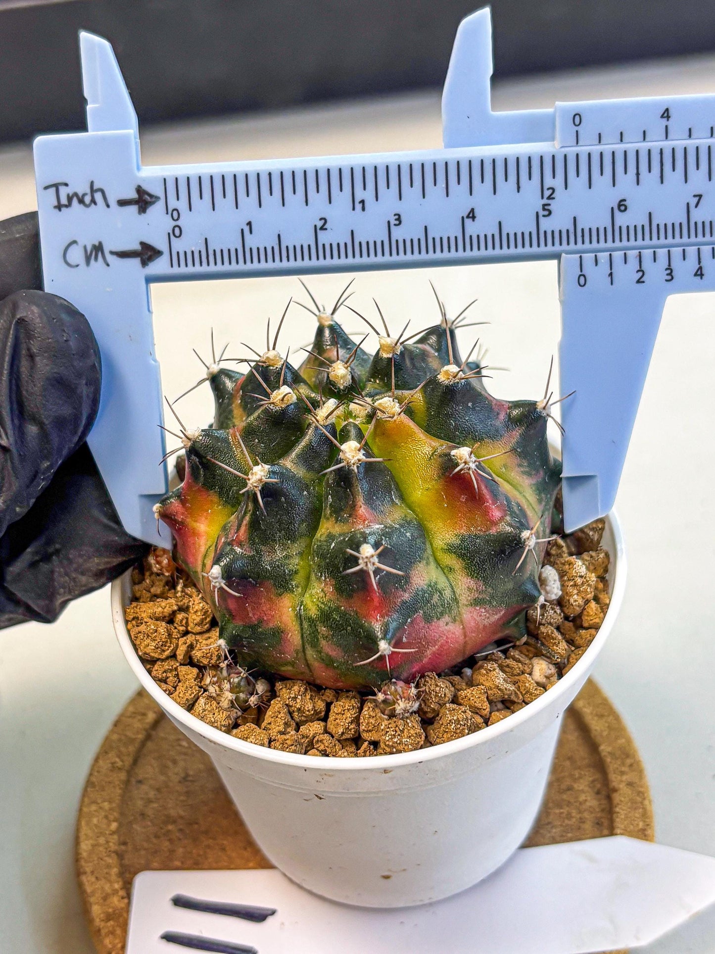 Gymnocalycium Tequila (gy16) (11) | Collectable