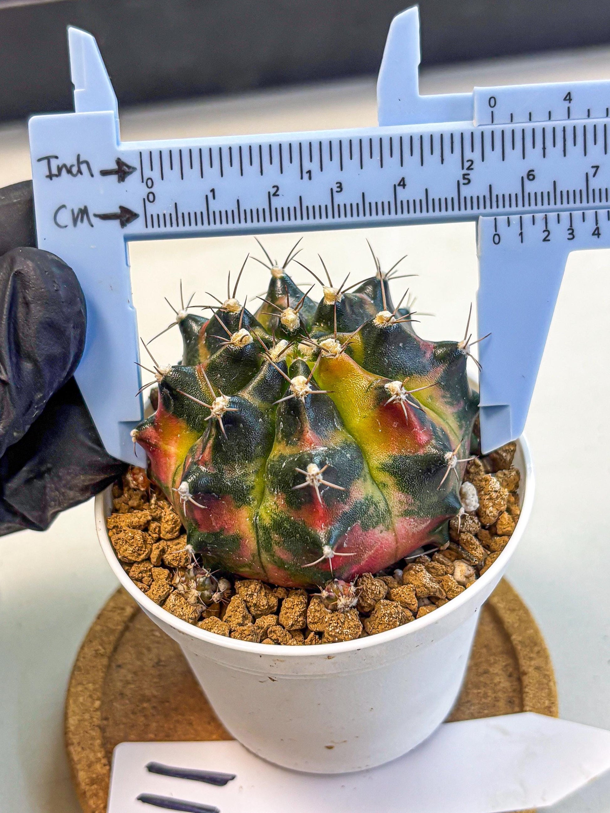 Gymnocalycium Tequila (gy16) (11) | Collectable