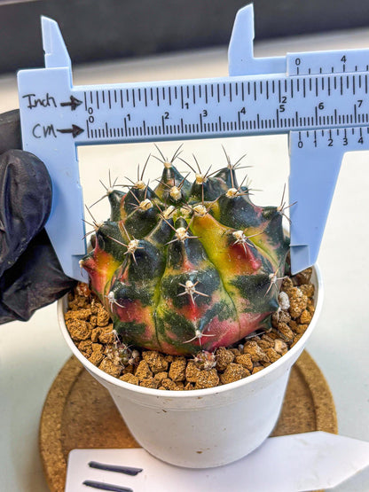 Gymnocalycium Tequila (gy16) (11) | Collectable