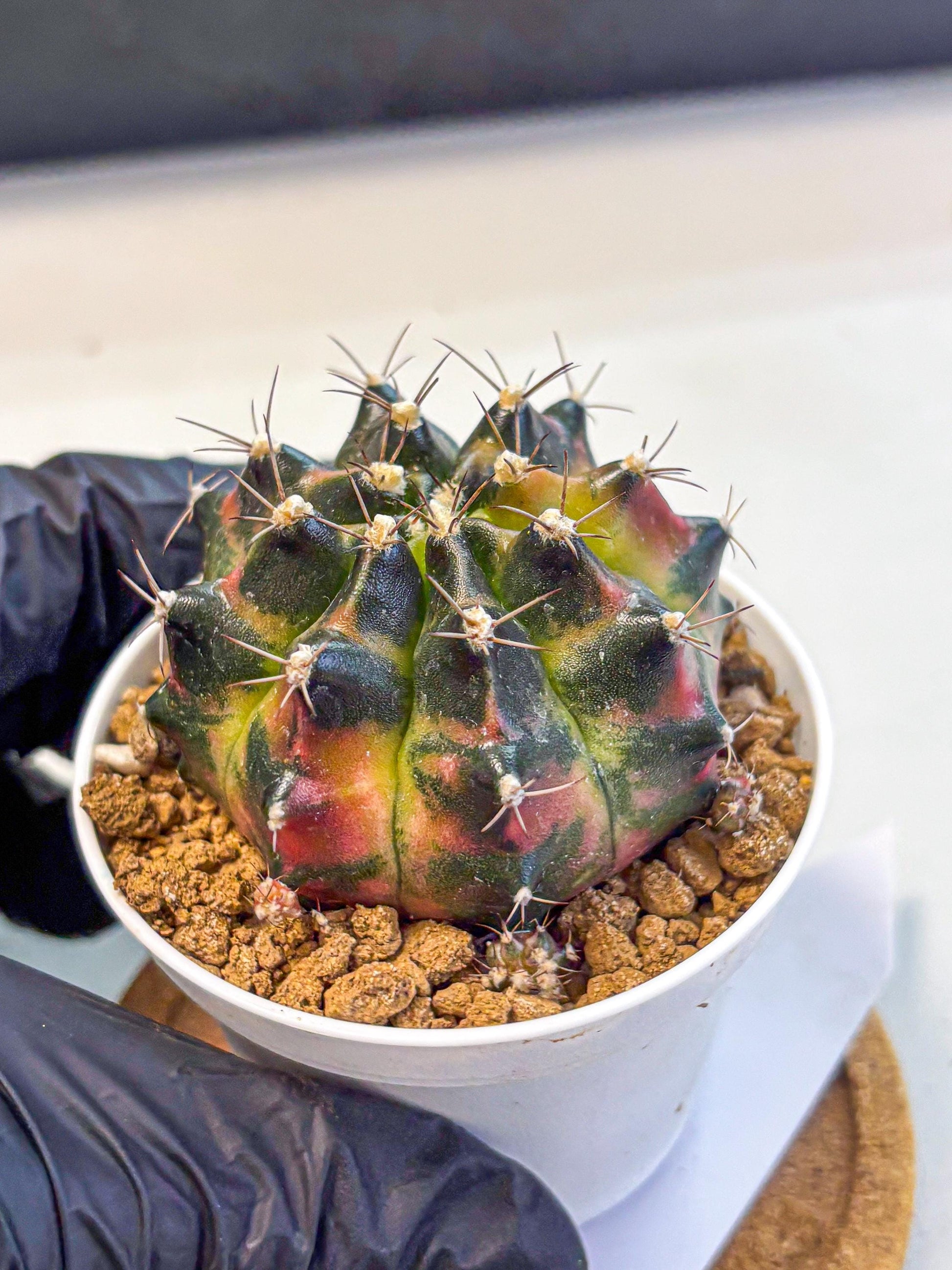 Gymnocalycium Tequila (gy16) (11) | Collectable
