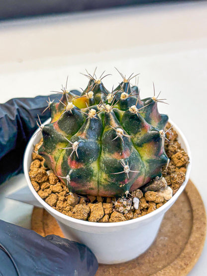 Gymnocalycium Tequila (gy16) (11) | Collectable