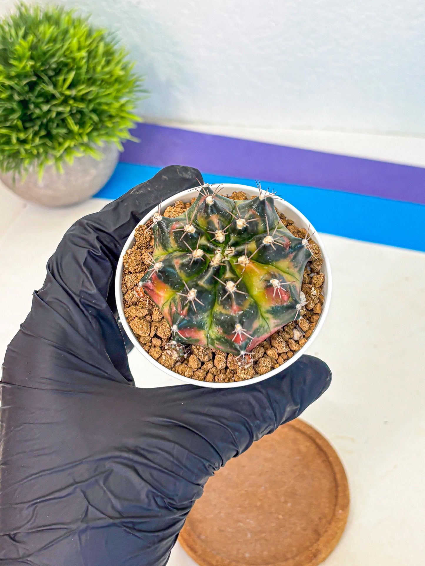 Gymnocalycium Tequila (gy16) (11) | Collectable