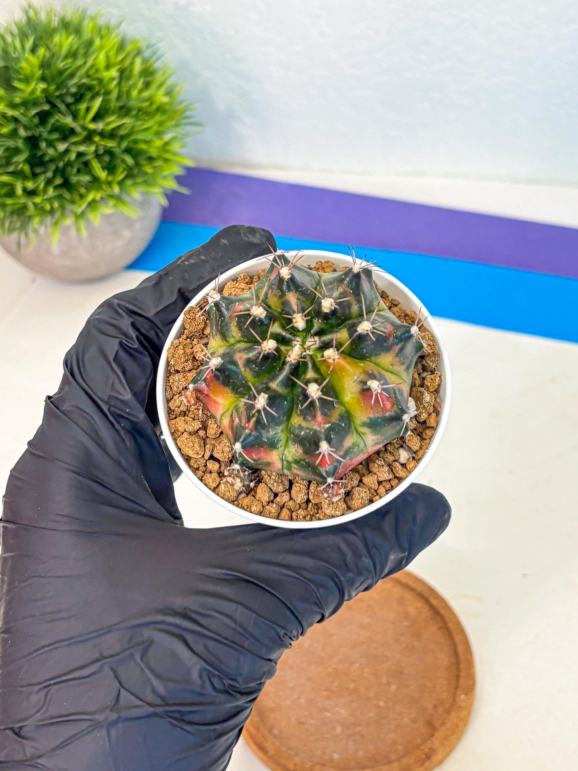 Gymnocalycium Tequila (gy16) (11) | Collectable