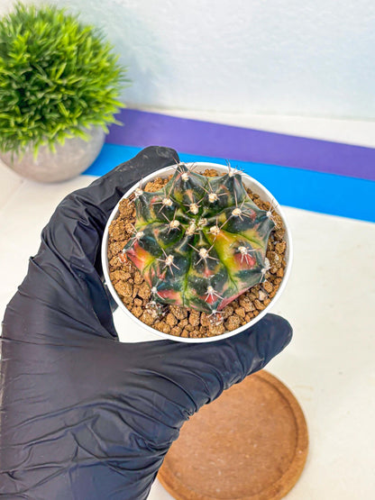 Gymnocalycium Tequila (gy16) (11) | Collectable