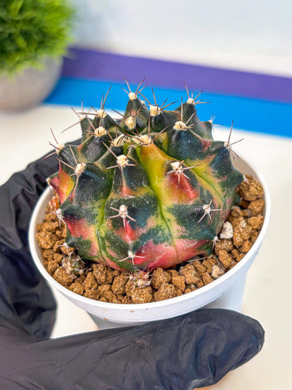 Gymnocalycium Tequila (gy16) (11) | Collectable