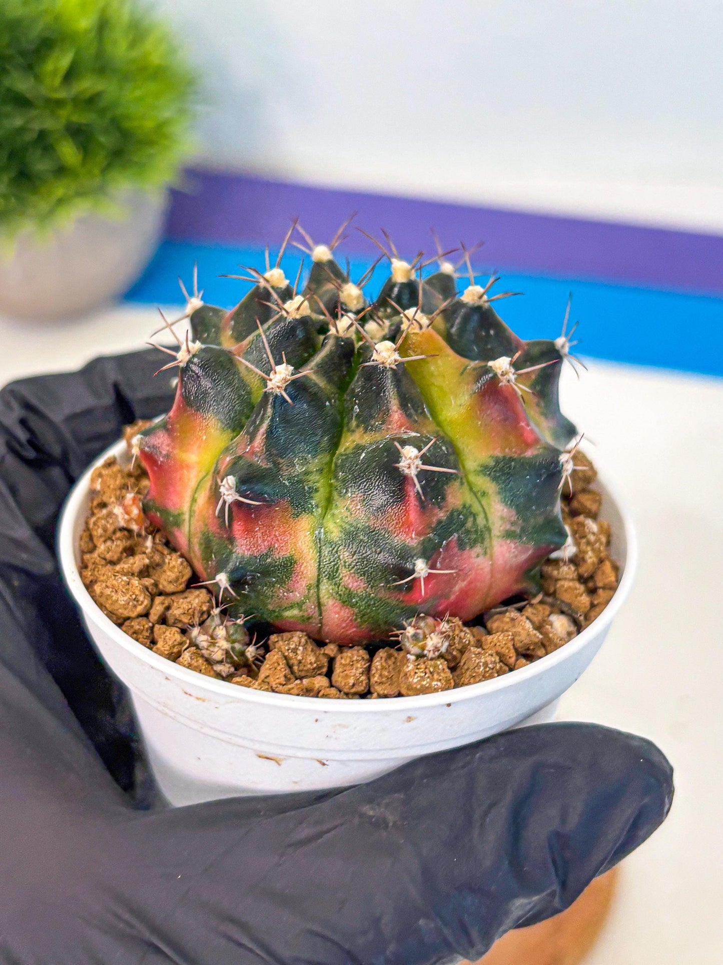 Gymnocalycium Tequila (gy16) (11) | Collectable