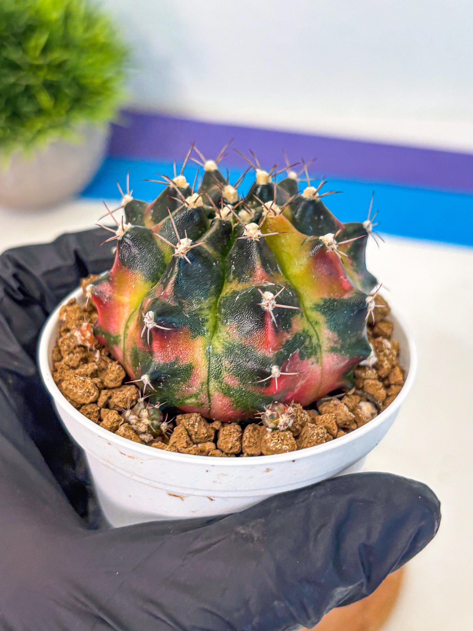 Gymnocalycium Tequila (gy16) (11) | Collectable