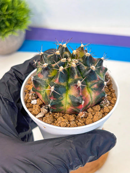 Gymnocalycium Tequila (gy16) (11) | Collectable