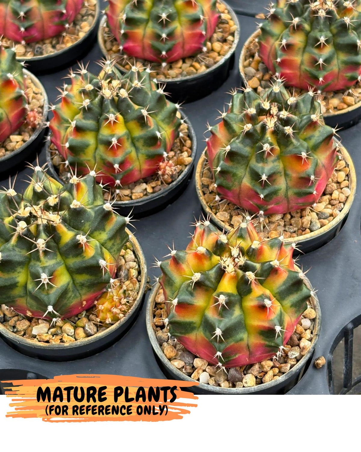 Gymnocalycium Tequila (gy5) (2) | Collectable