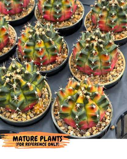 Gymnocalycium Tequila (gy5) (2) | Collectable