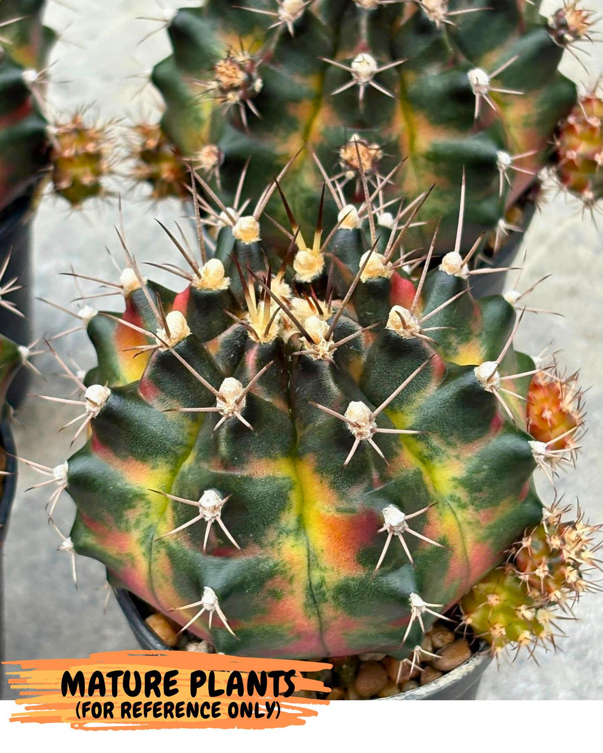 Gymnocalycium Tequila (gy5) (2) | Collectable