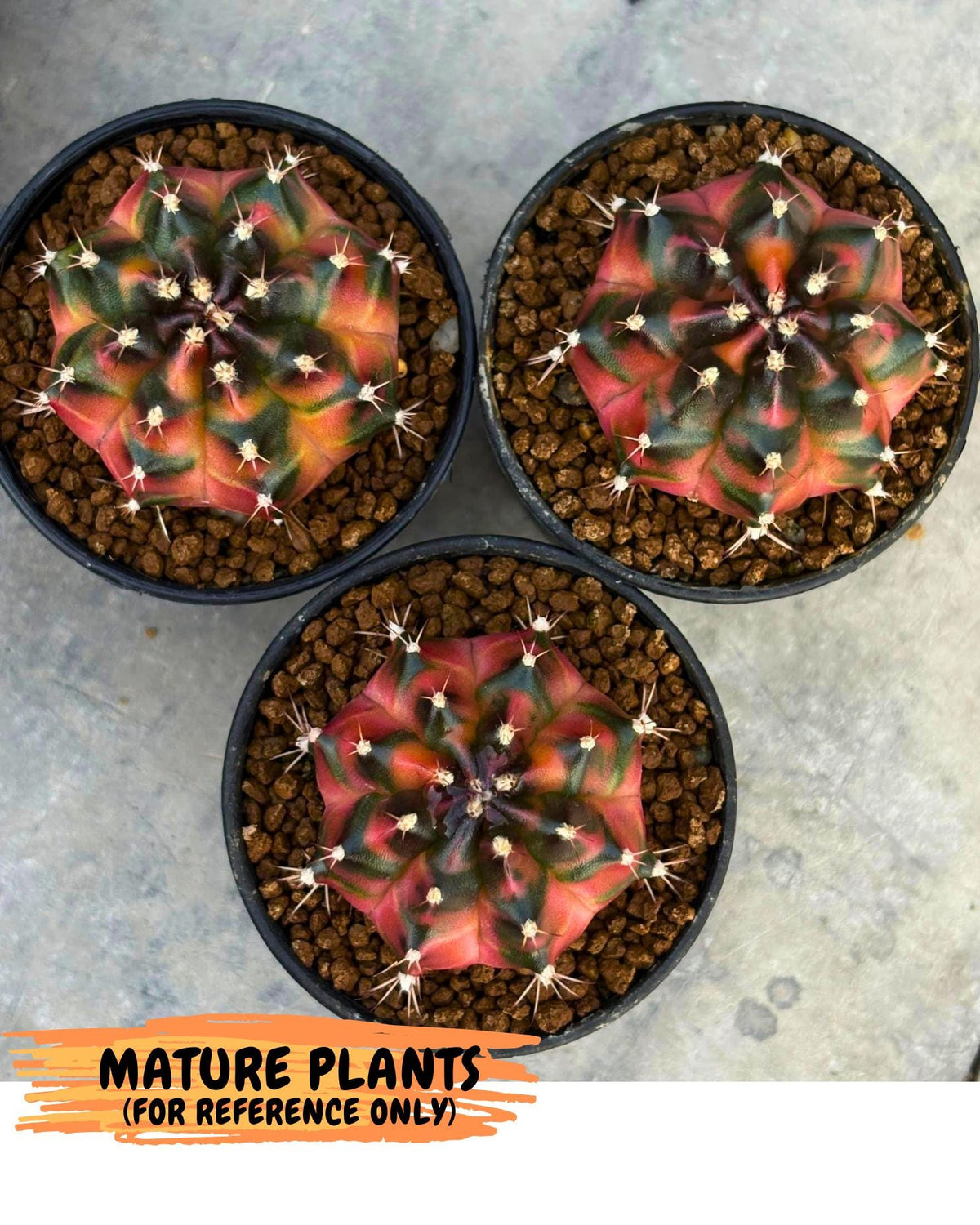 Gymnocalycium Tequila (gy5) (17) | Collectable