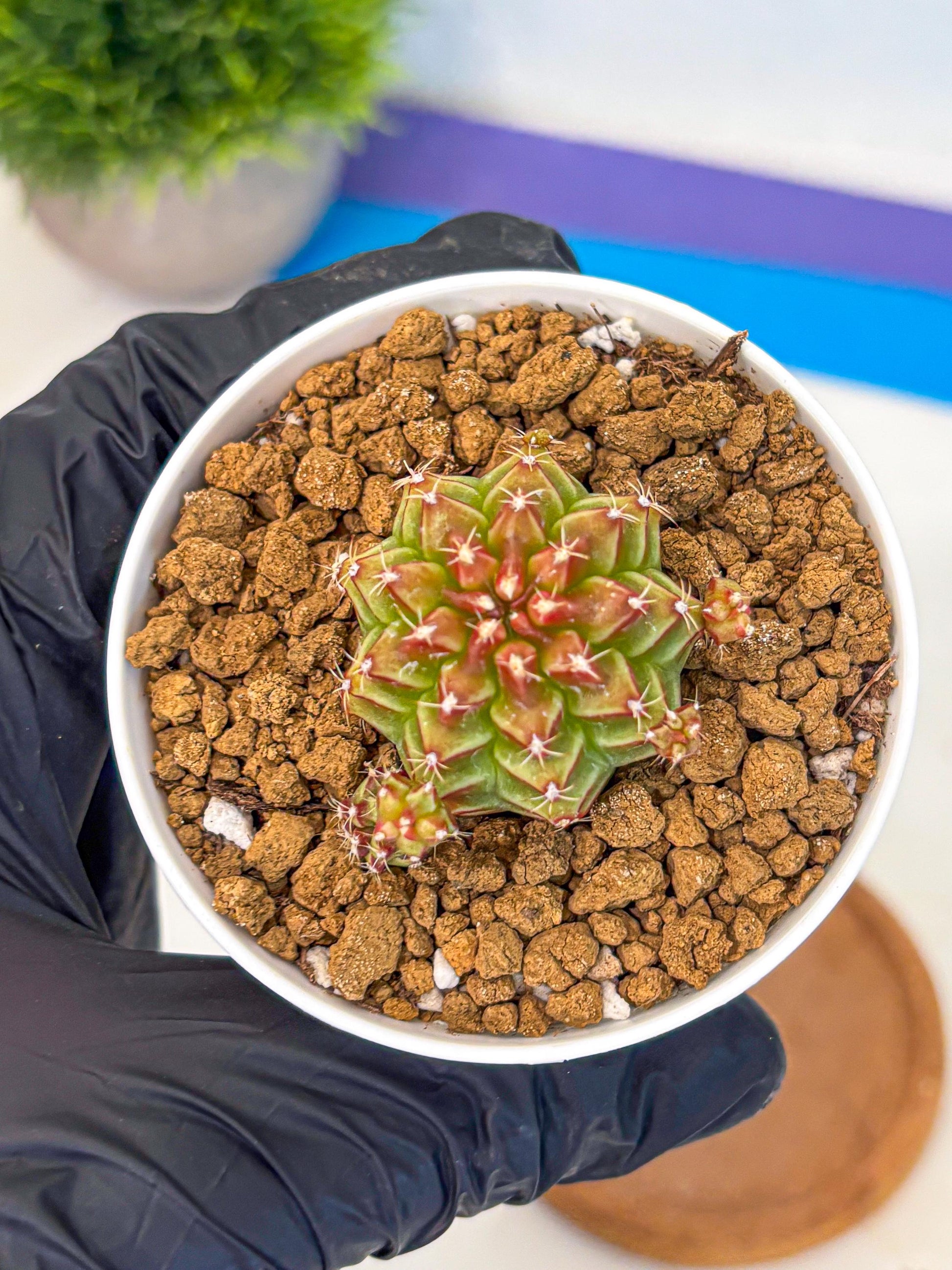 Gymnocalycium Little Red Riding Hood (gy16) (13) | Rare