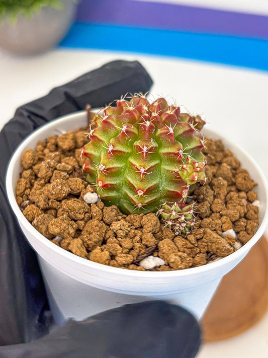 Gymnocalycium Little Red Riding Hood (gy16) (13) | Rare