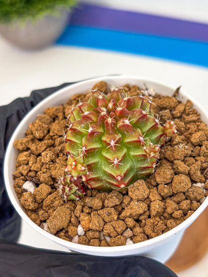 Gymnocalycium Little Red Riding Hood (gy16) (13) | Rare