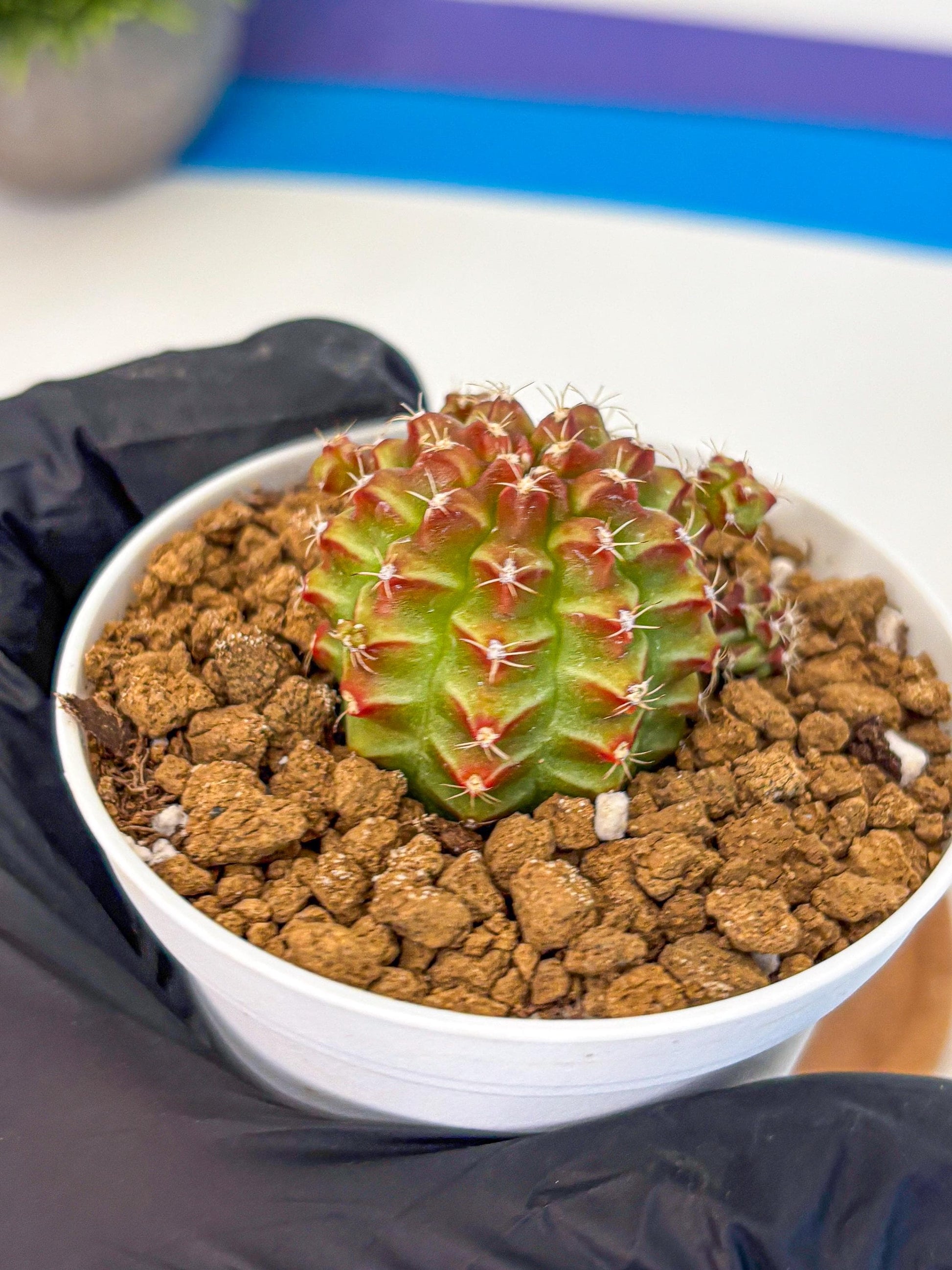 Gymnocalycium Little Red Riding Hood (gy16) (13) | Rare