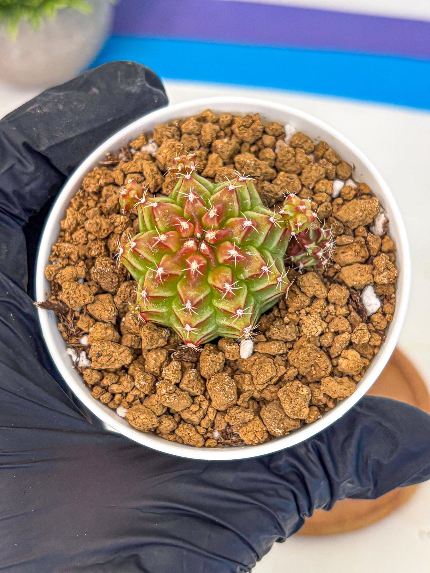 Gymnocalycium Little Red Riding Hood (gy16) (13) | Rare