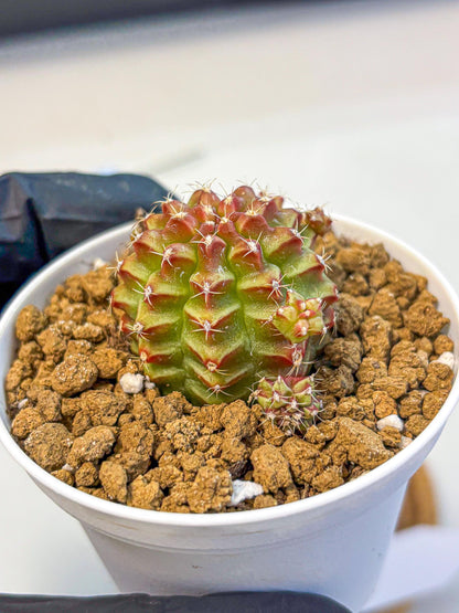 Gymnocalycium Little Red Riding Hood (gy16) (13) | Rare