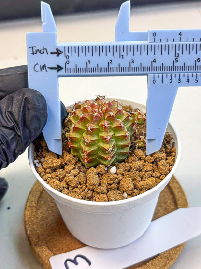 Gymnocalycium Little Red Riding Hood (gy16) (13) | Rare