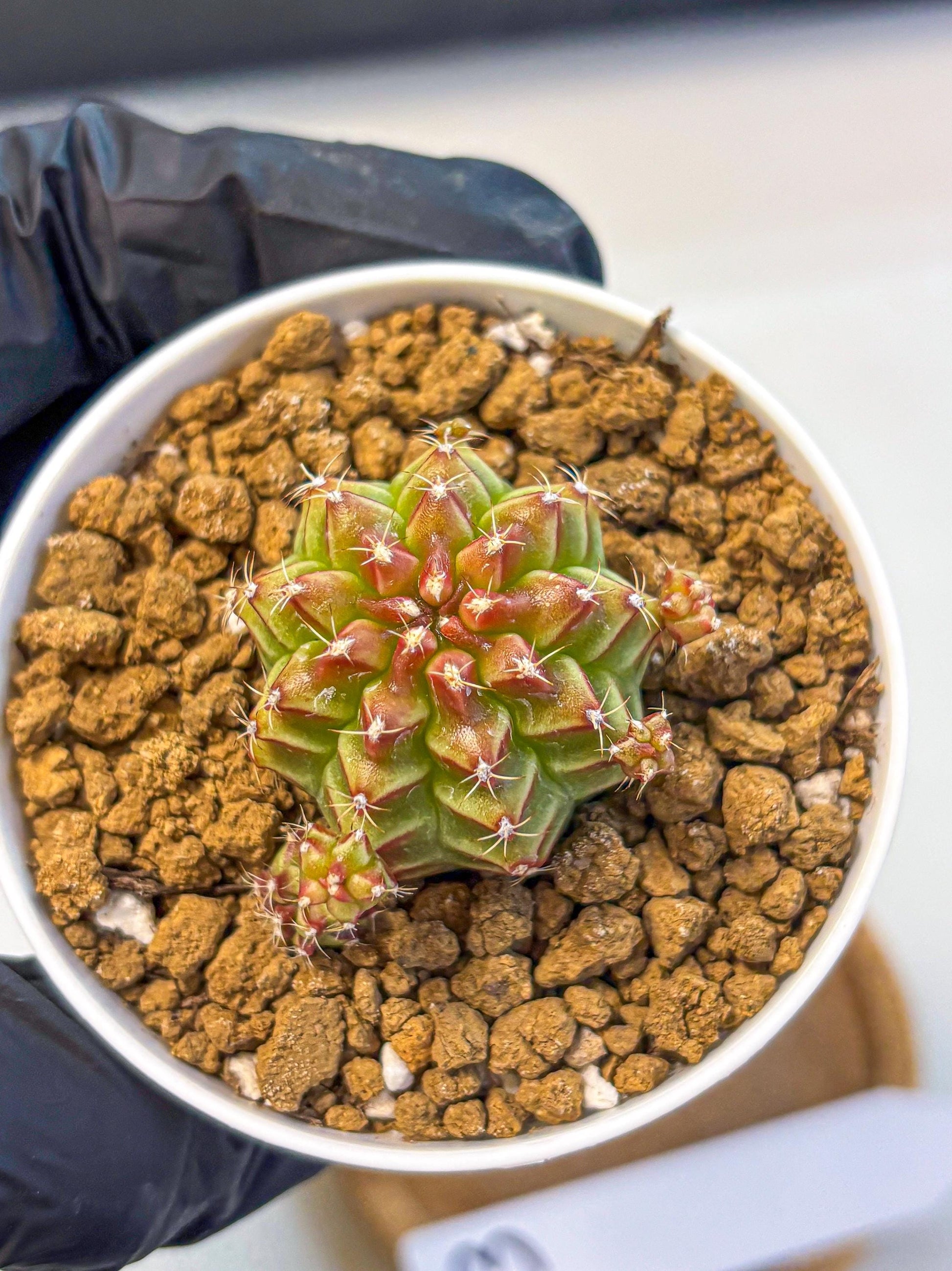 Gymnocalycium Little Red Riding Hood (gy16) (13) | Rare