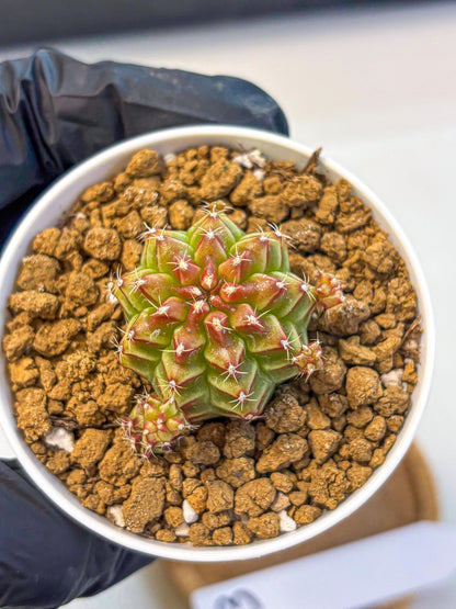 Gymnocalycium Little Red Riding Hood (gy16) (13) | Rare