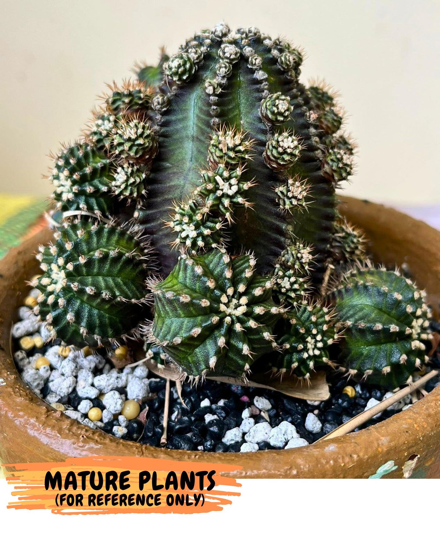 Gymnocalycium Starline (gy16) (16) | Variegated cactus