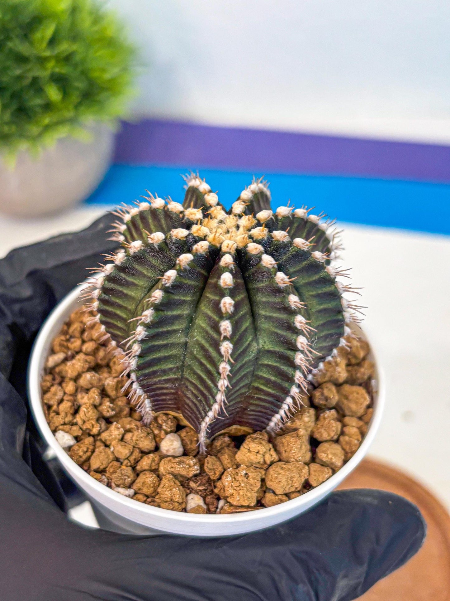 Gymnocalycium Starline (gy16) (14) | Variegated cactus