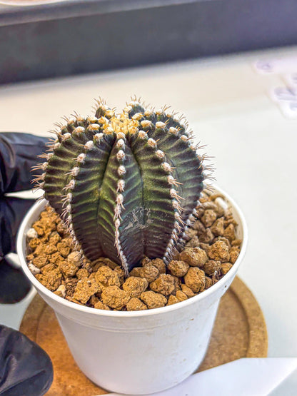 Gymnocalycium Starline (gy16) (14) | Variegated cactus