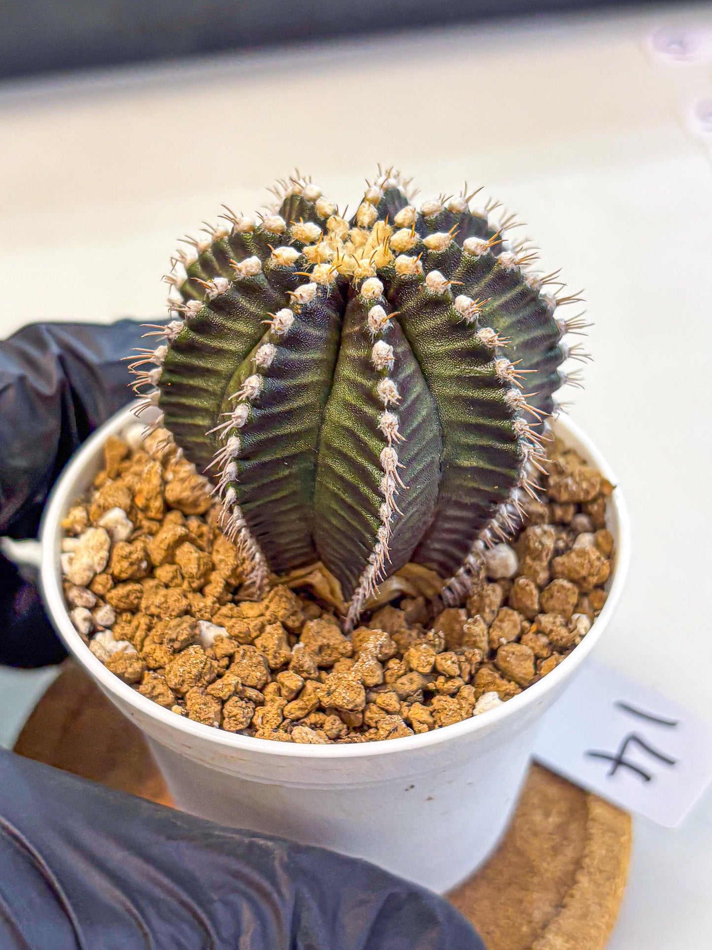 Gymnocalycium Starline (gy16) (14) | Variegated cactus
