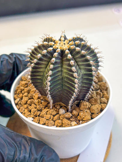 Gymnocalycium Starline (gy16) (14) | Variegated cactus