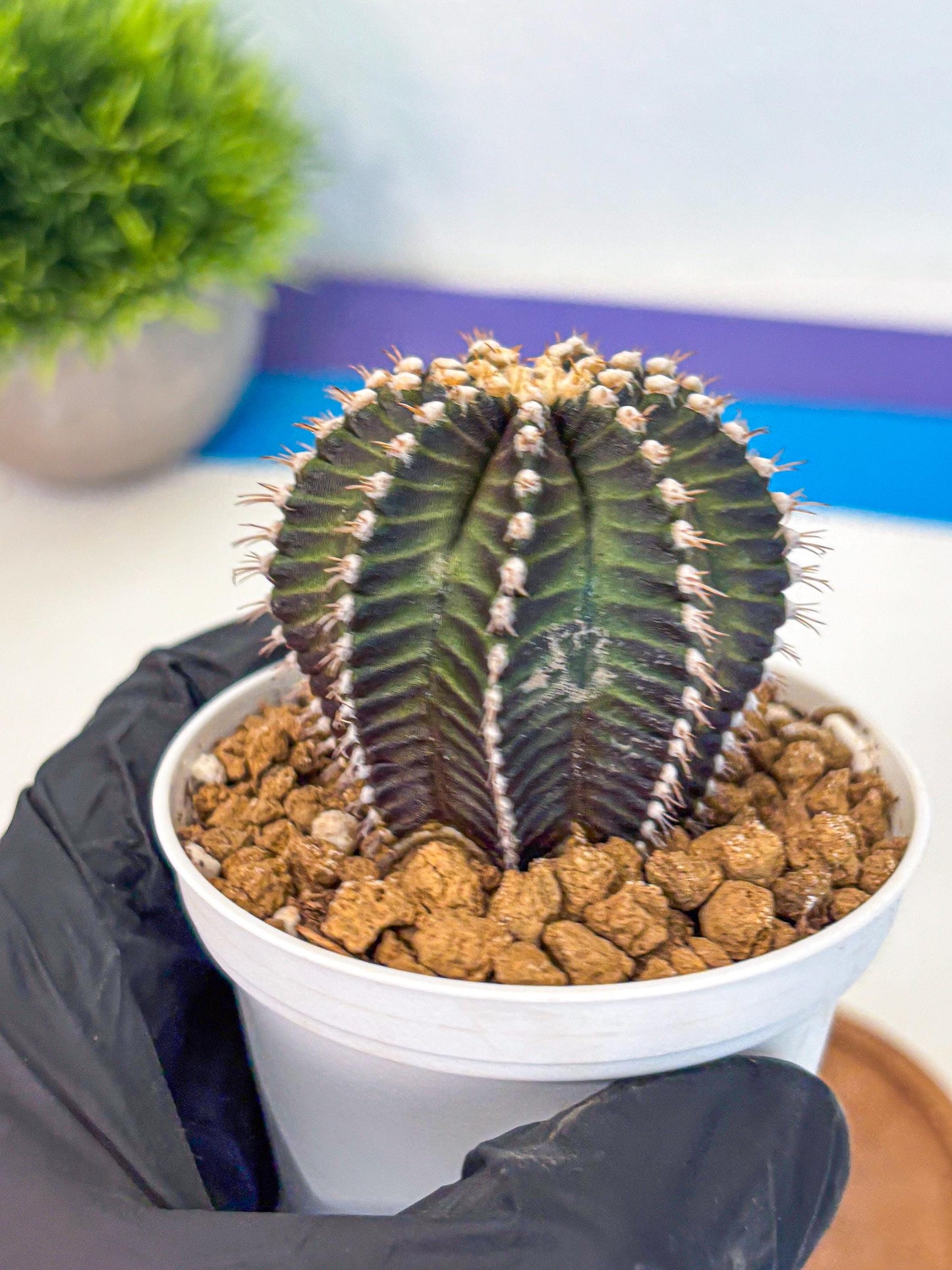 Gymnocalycium Starline (gy16) (14) | Variegated cactus