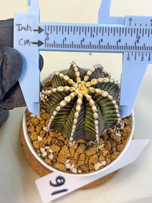 Gymnocalycium Starline (gy16) (16) | Variegated cactus