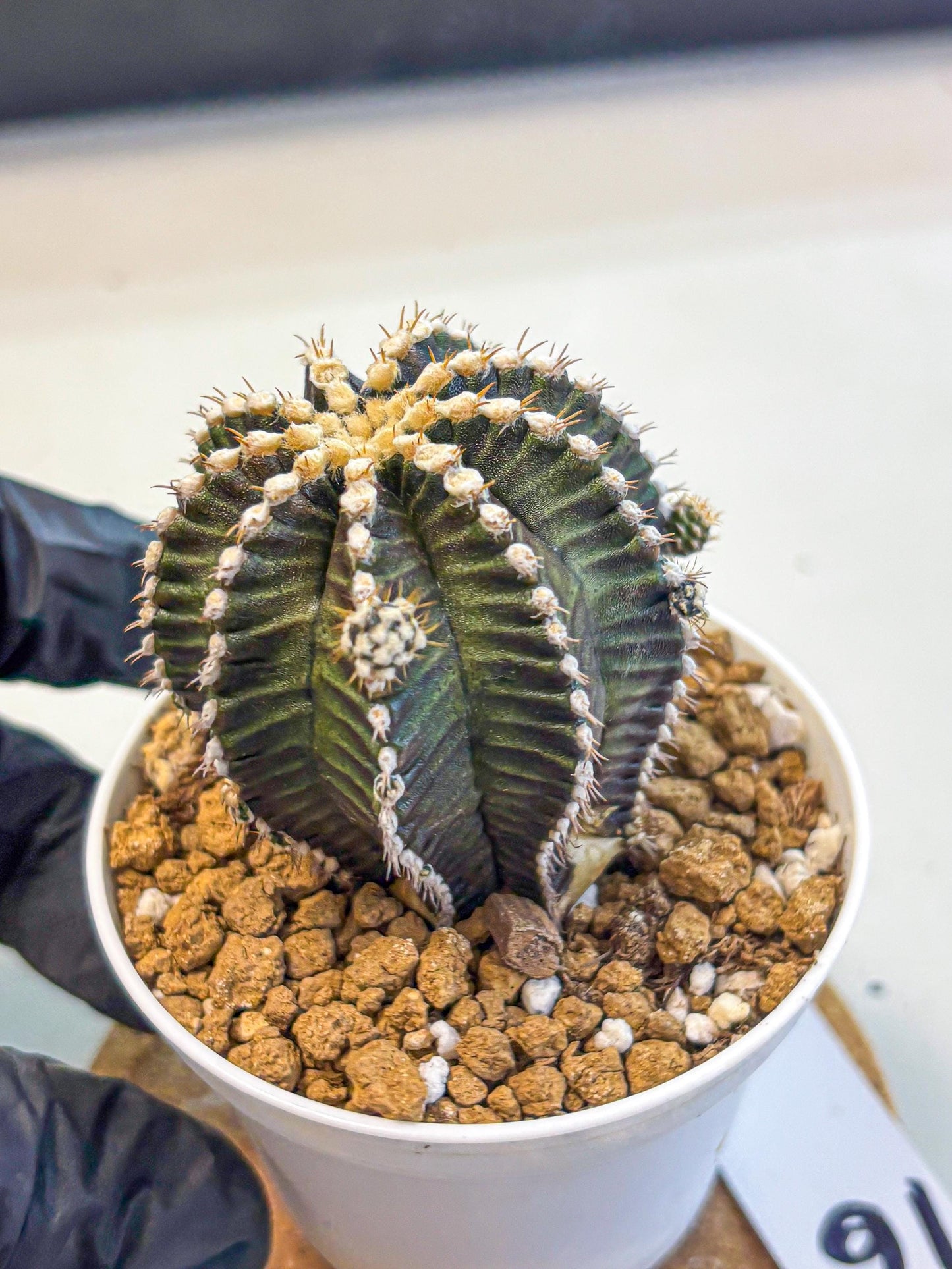 Gymnocalycium Starline (gy16) (16) | Variegated cactus