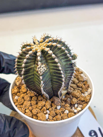Gymnocalycium Starline (gy16) (16) | Variegated cactus