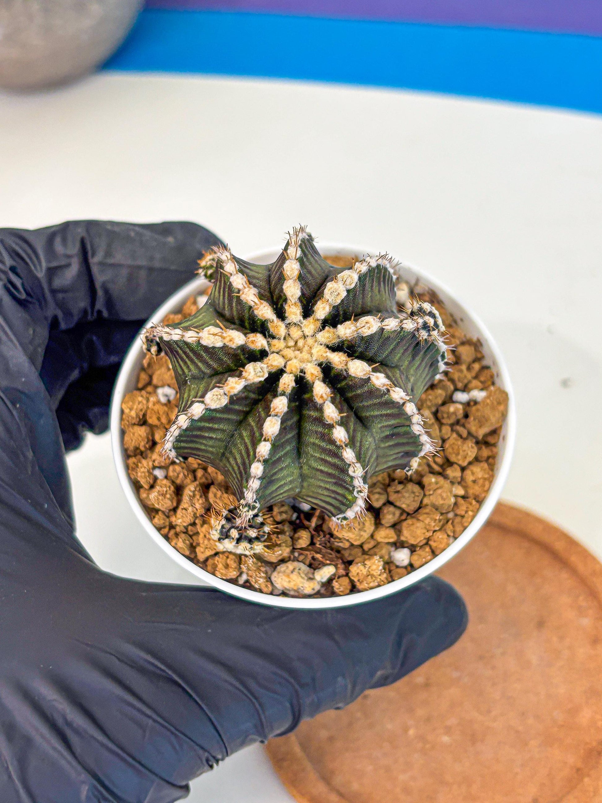 Gymnocalycium Starline (gy16) (16) | Variegated cactus