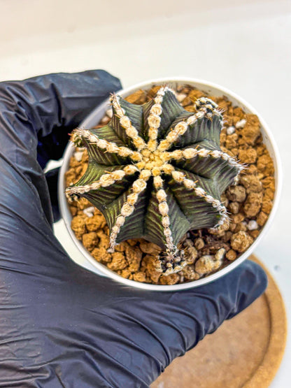 Gymnocalycium Starline (gy16) (16) | Variegated cactus