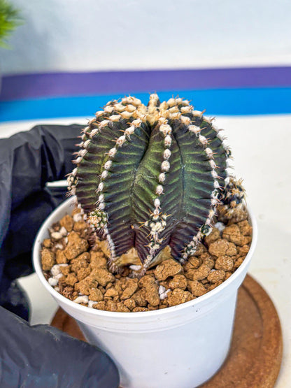 Gymnocalycium Starline (gy16) (16) | Variegated cactus