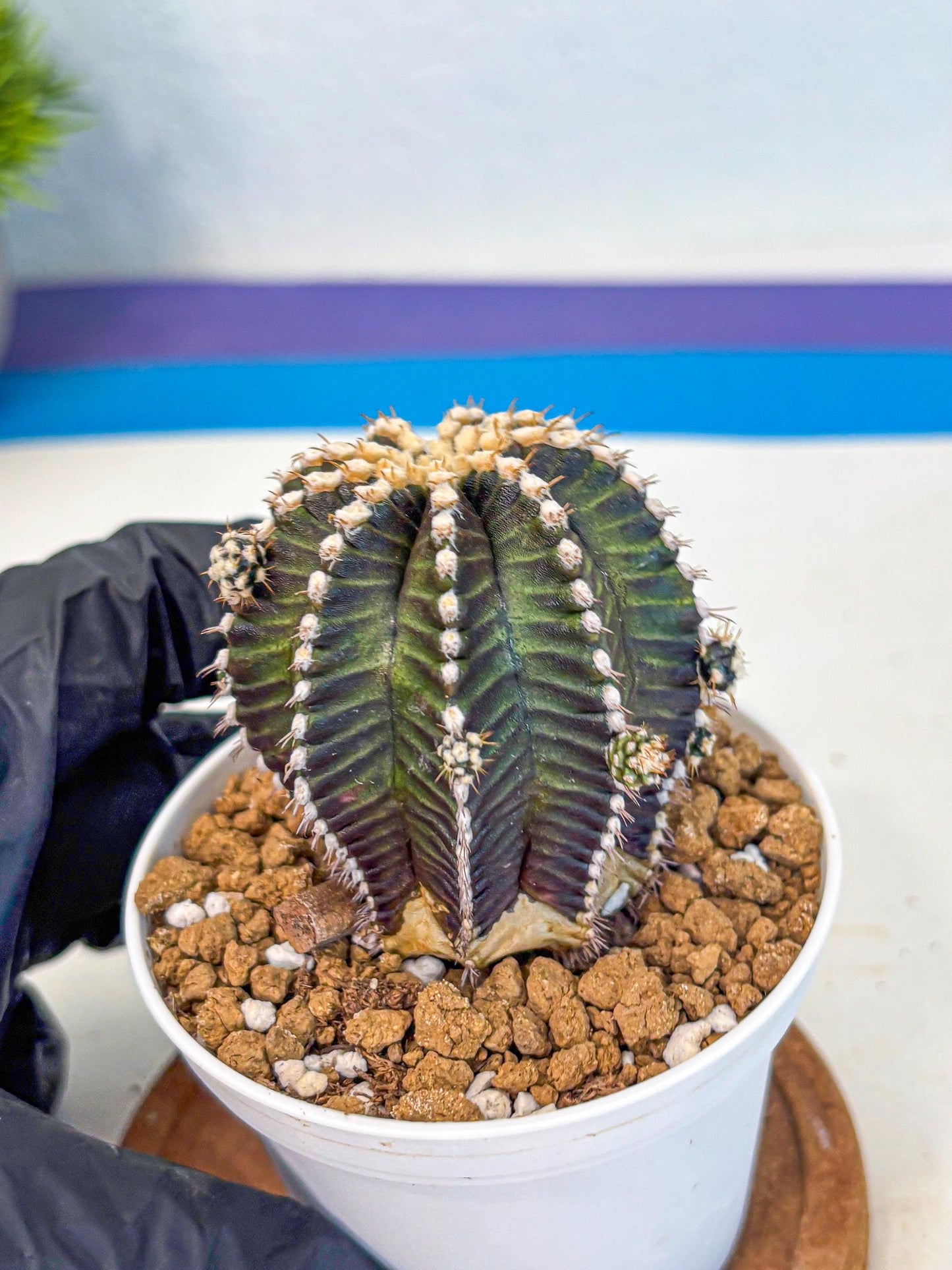 Gymnocalycium Starline (gy16) (16) | Variegated cactus