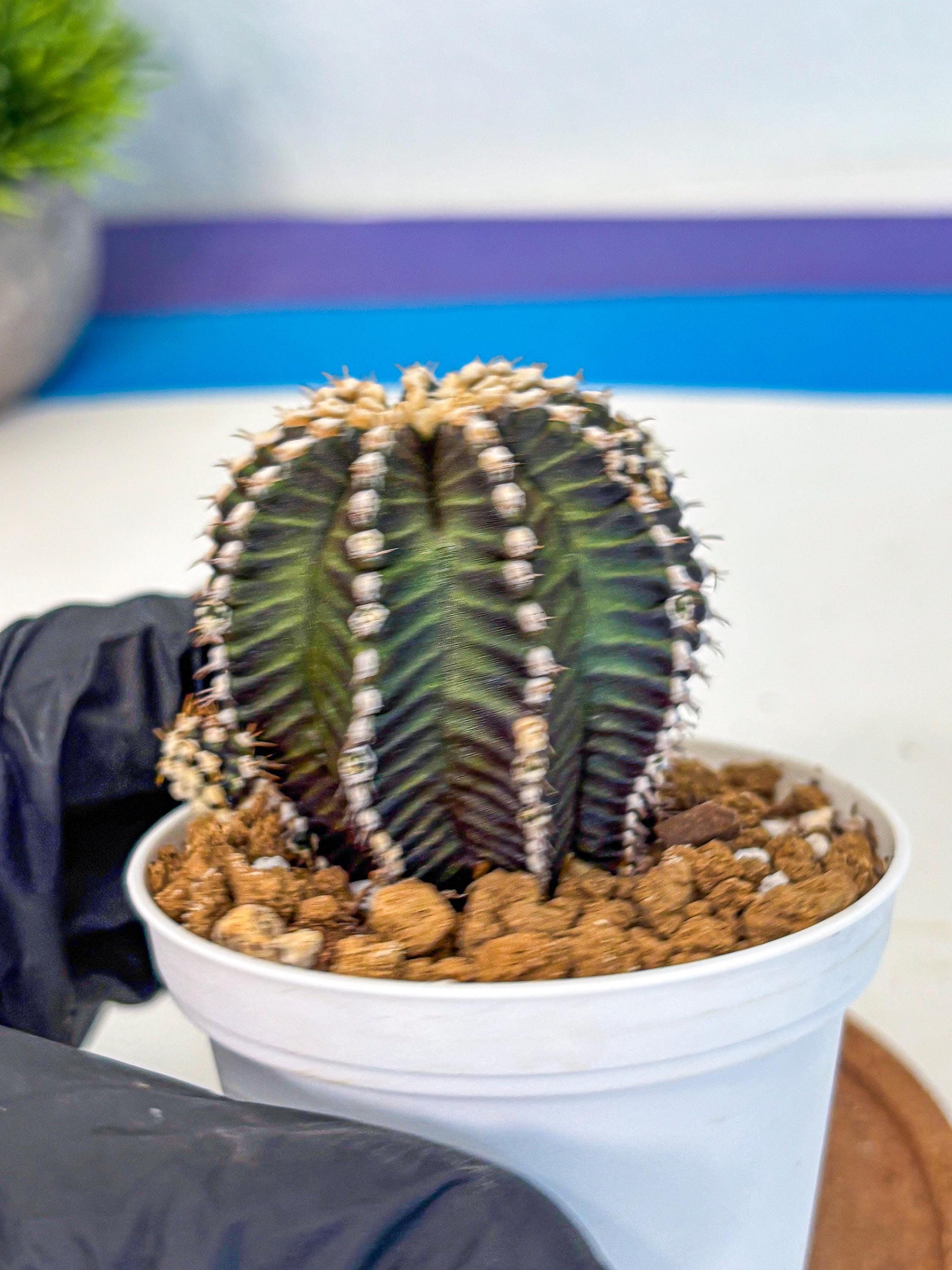 Gymnocalycium Starline (gy16) (16) | Variegated cactus