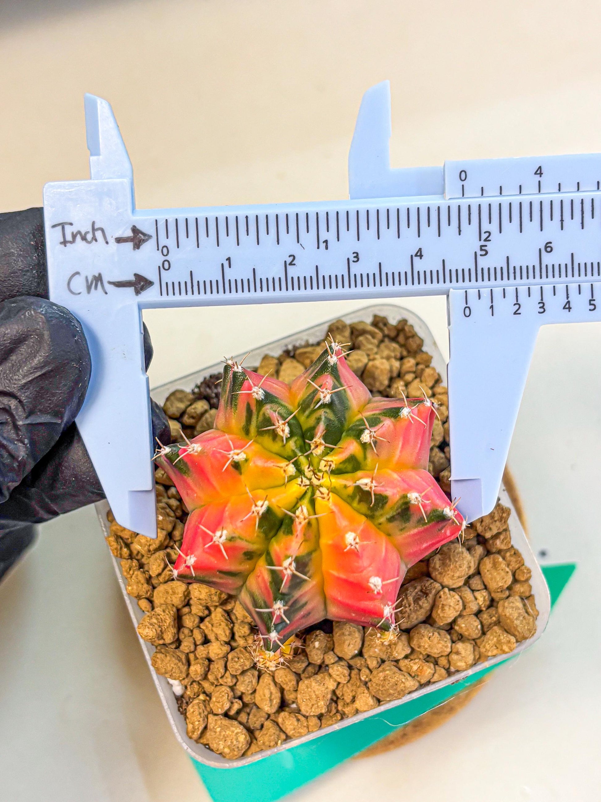 Gymnocalycium No Nmae (gy17) (gg) | Collector’s Edition