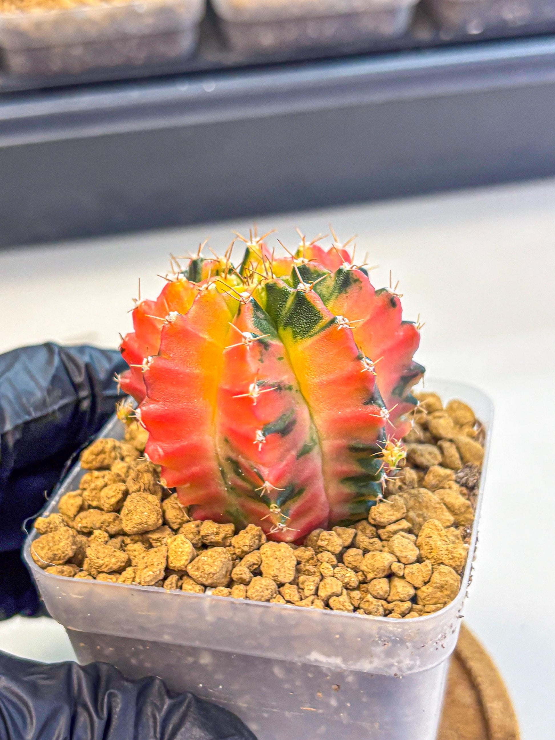 Gymnocalycium No Nmae (gy17) (gg) | Collector’s Edition