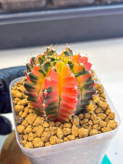 Gymnocalycium No Nmae (gy17) (gg) | Collector’s Edition