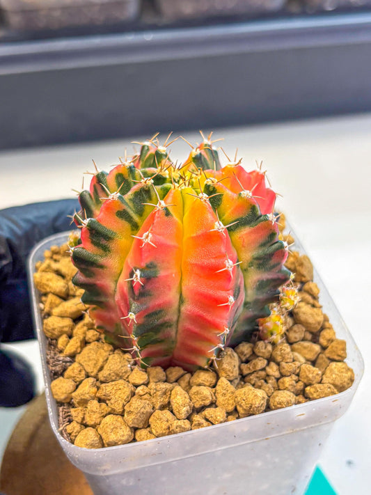 Gymnocalycium No Nmae (gy17) (gg) | Collector’s Edition