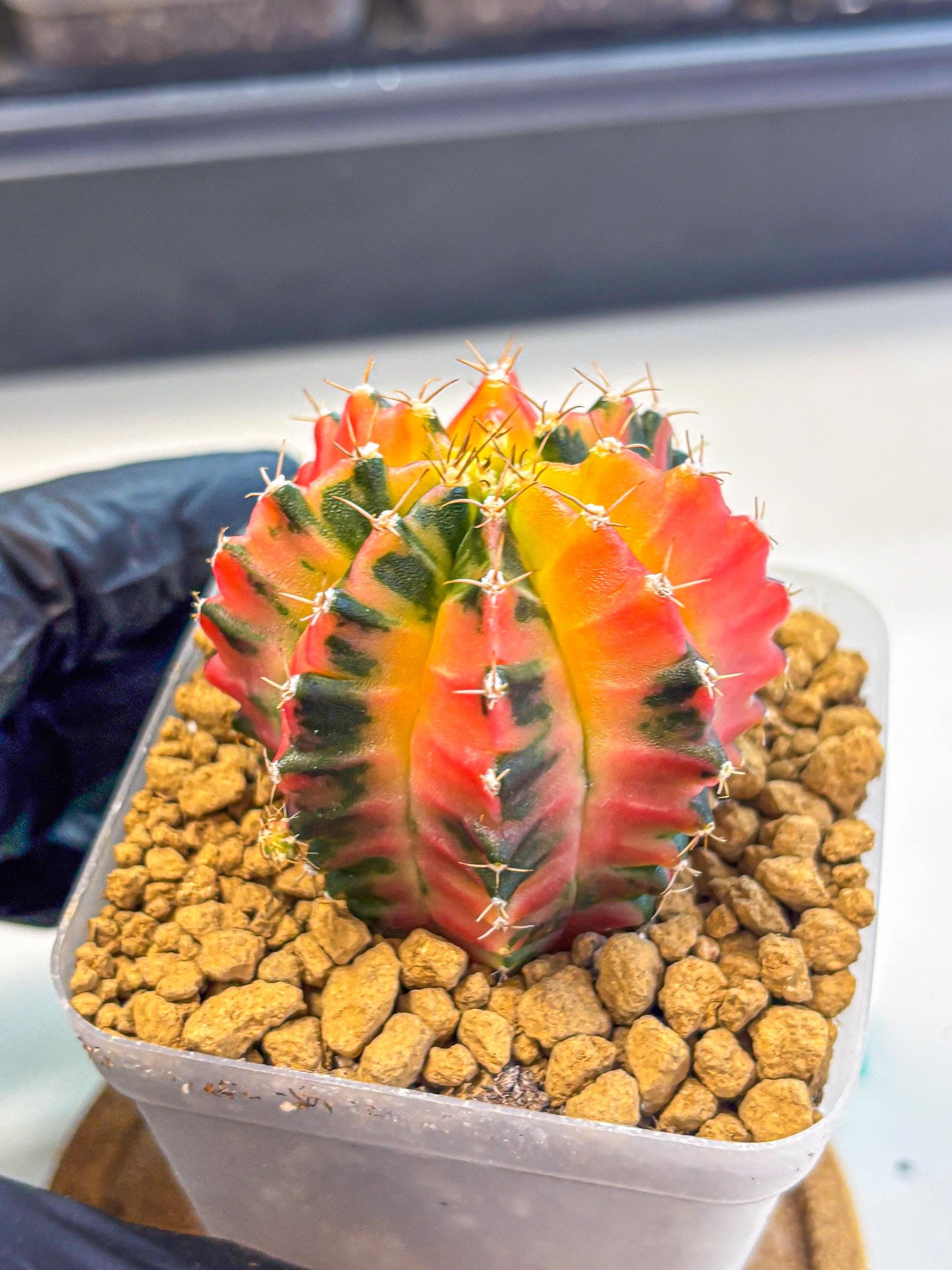 Gymnocalycium No Nmae (gy17) (gg) | Collector’s Edition