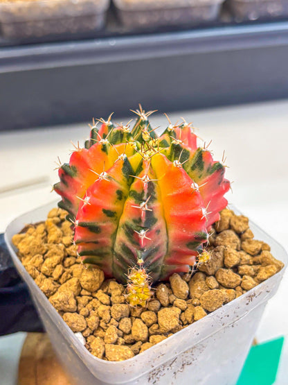 Gymnocalycium No Nmae (gy17) (gg) | Collector’s Edition