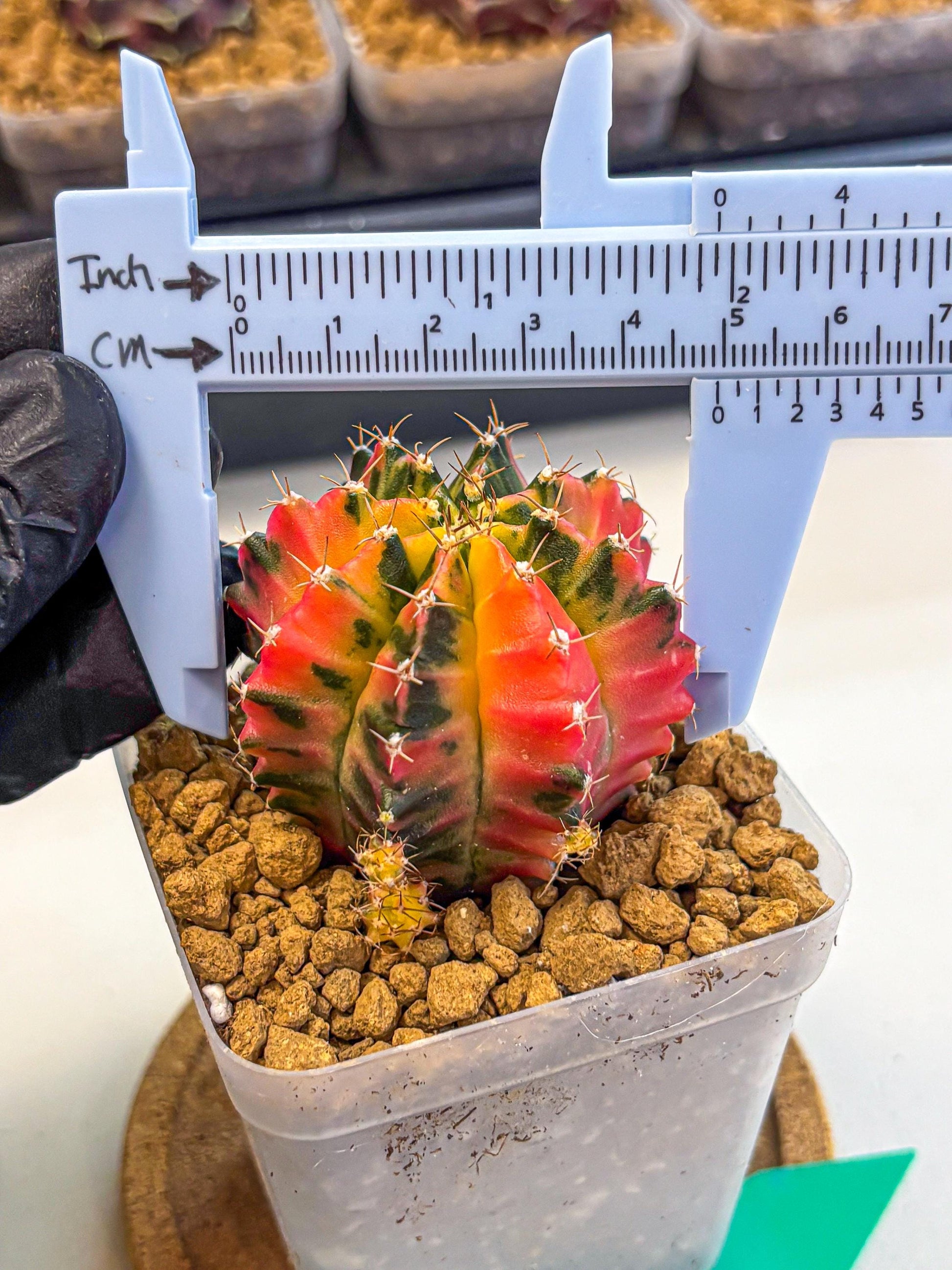 Gymnocalycium No Nmae (gy17) (gg) | Collector’s Edition