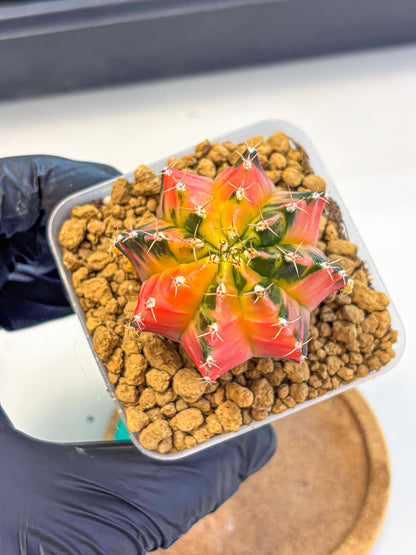 Gymnocalycium No Nmae (gy17) (gg) | Collector’s Edition
